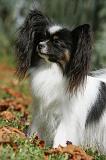 EPAGNEUL PAPILLON 079